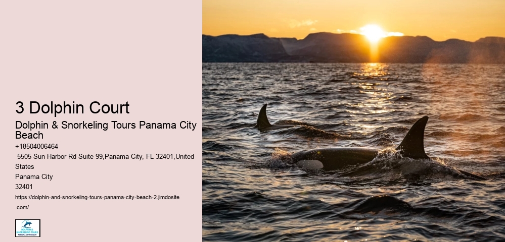 Dolphin Cruises