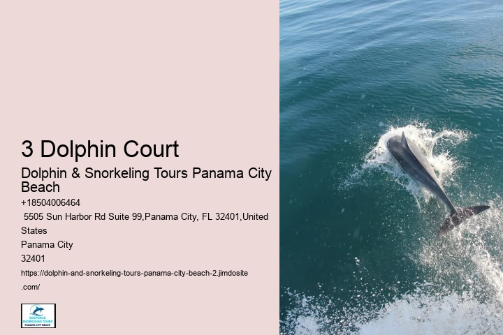 Dolphin Snorkeling Panama City Beach