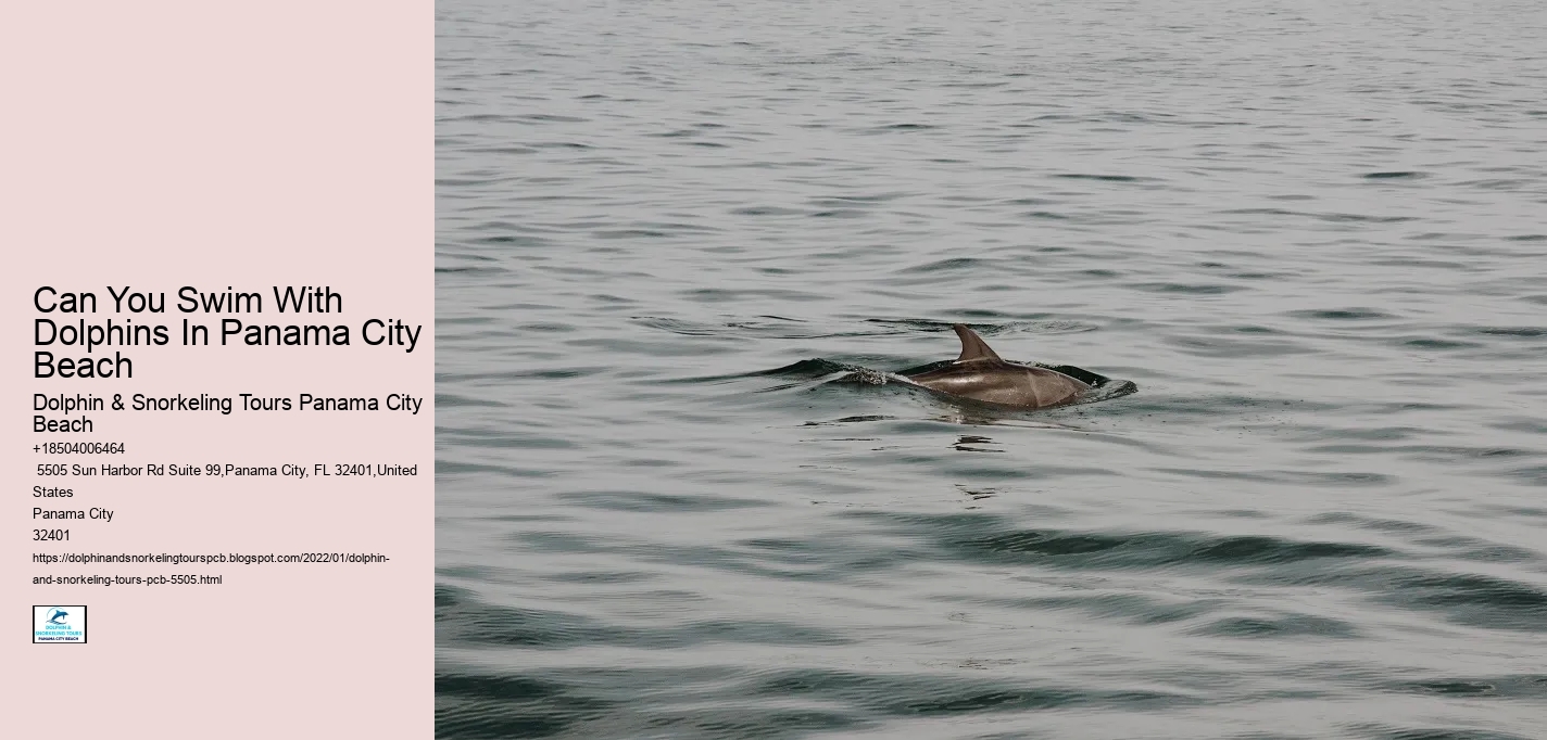 Can You Swim With Dolphins In Panama City Beach
