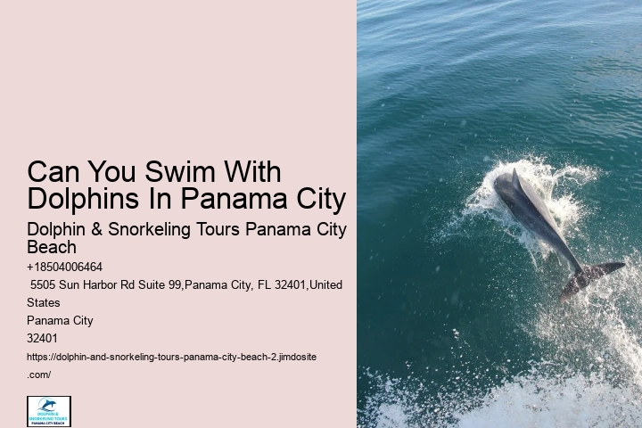 Guidelines For Interaction With Wild Dolphins In Florida