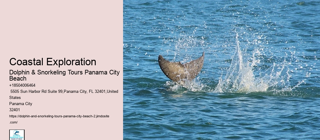 How Do You Spot Dolphins On The Beach