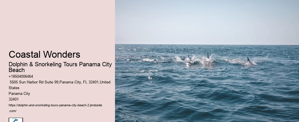 Where Are You Most Likely To See Dolphins In Florida