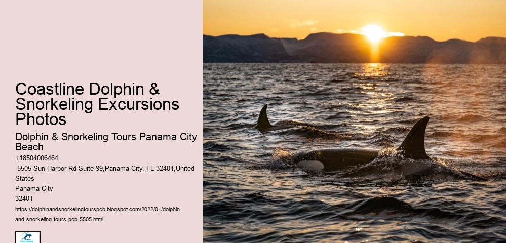 Coastline Dolphin & Snorkeling Excursions Photos
