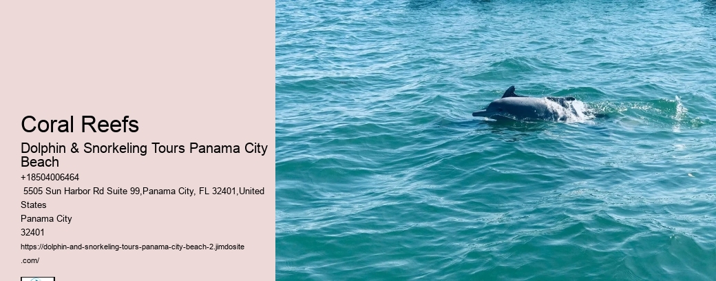 Cheap Dolphin Tours In Panama City Beach