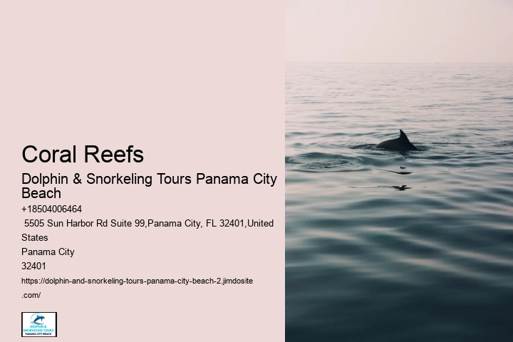 Can You Swim With Dolphins In Panama City Beach