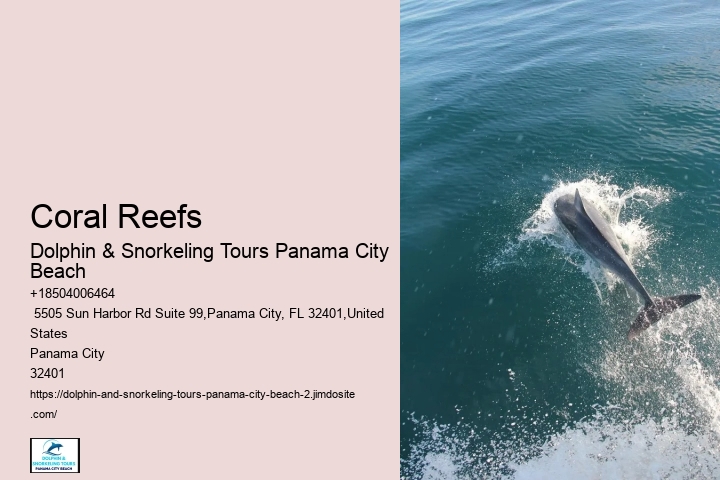 Best Time Of Year And Day To See Dolphins In Destin Florida