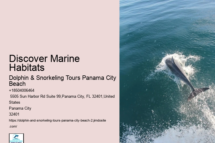 Dolphin Cruises