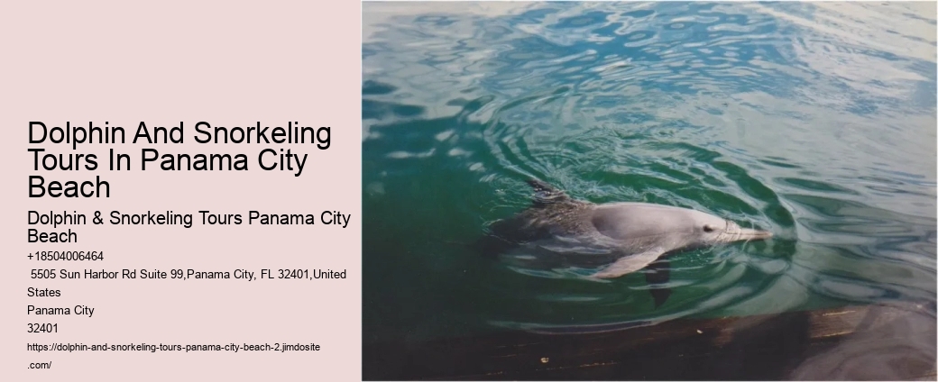 Dolphin Cruise