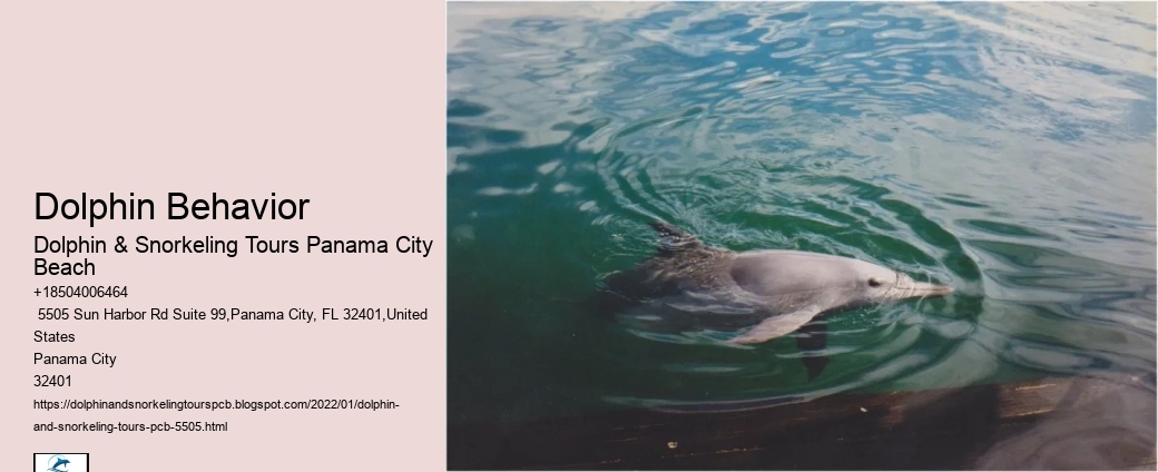 Dolphin Behavior