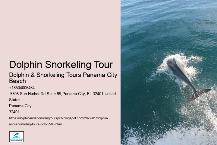 Dolphin Snorkeling Tour