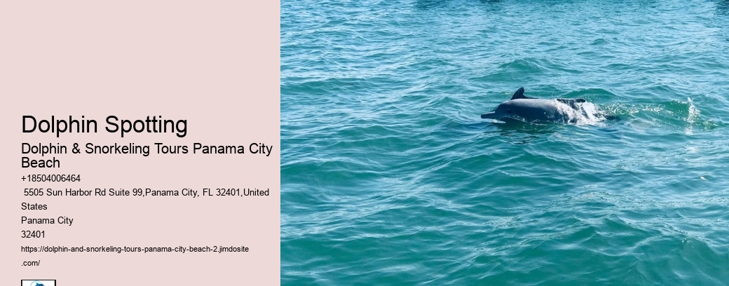 Dolphin Watching