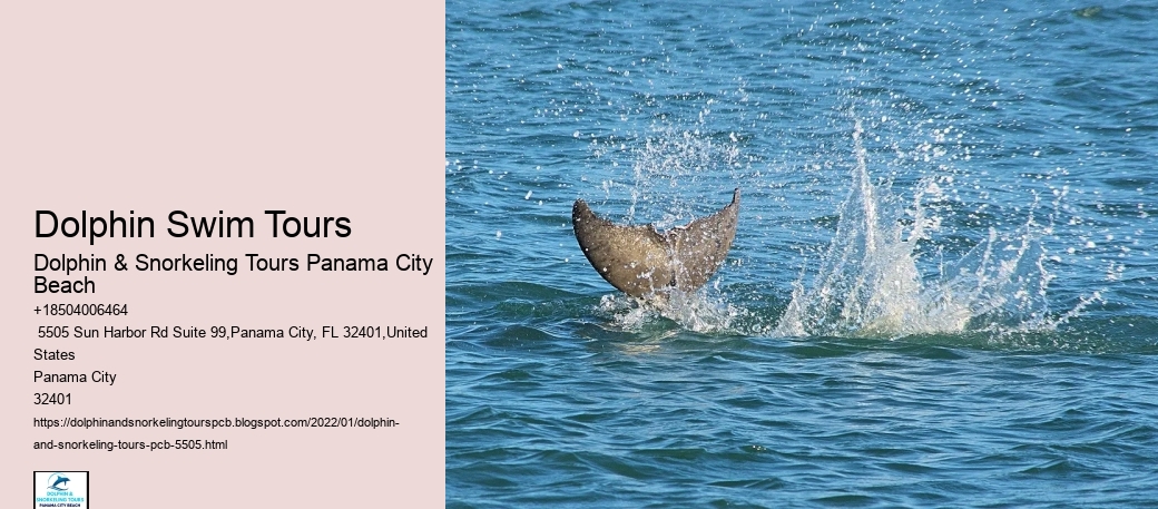 Dolphin Swim Tours