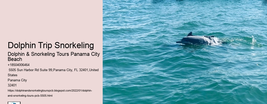 Dolphin Trip Snorkeling