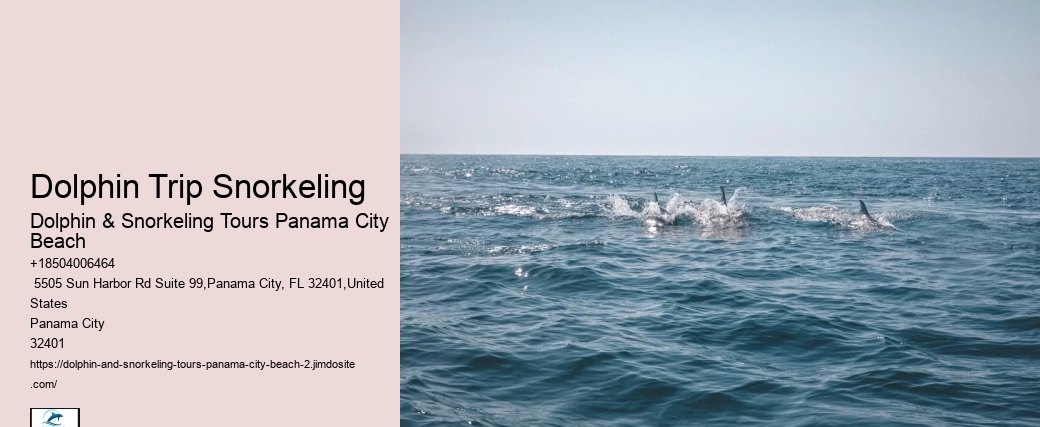 Do Dolphins Swim Humans To Shore