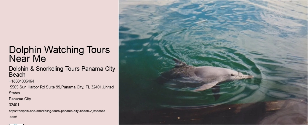 When Can You See Dolphins In Panama City Beach
