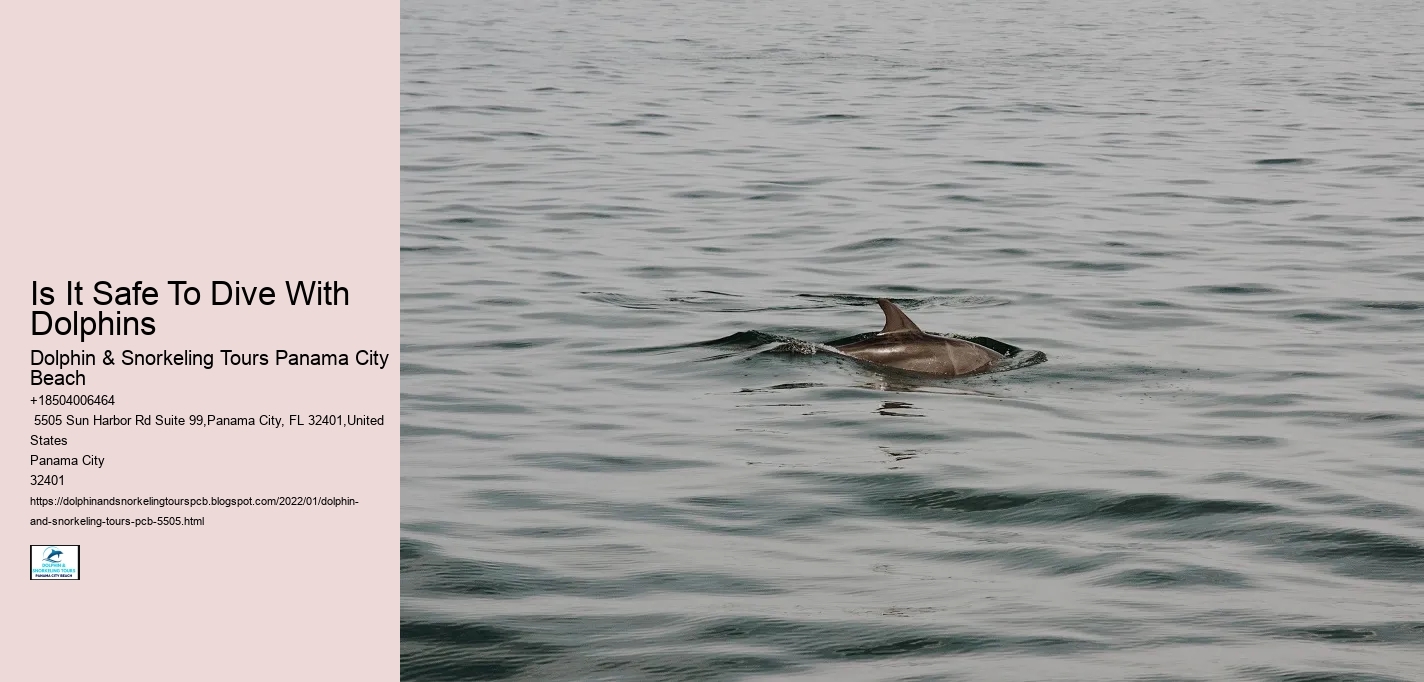 Is It Safe To Dive With Dolphins