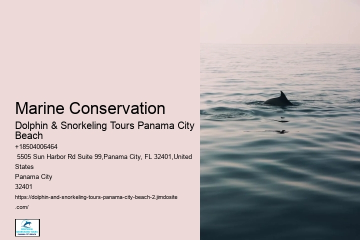 Snorkeling And Diving In Panama City Beach