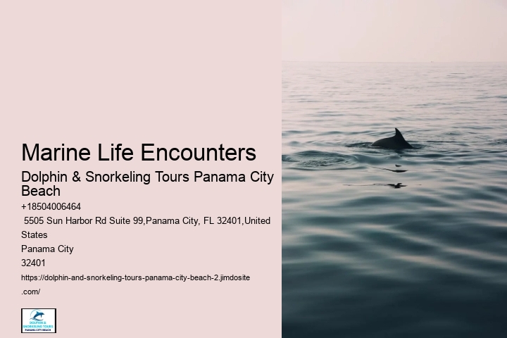 What Are The Risks Of Hugging Dolphins In The Wild