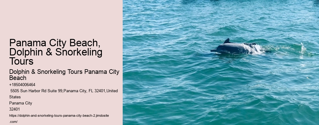 Best Time For Dolphin Watching