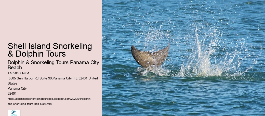 Shell Island Snorkeling & Dolphin Tours