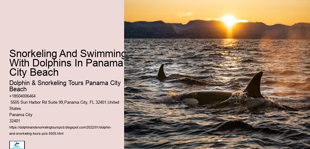 Snorkeling And Swimming With Dolphins In Panama City Beach