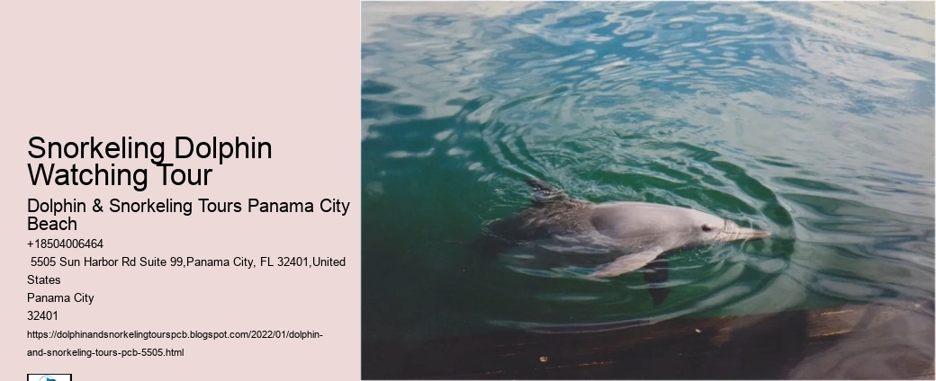 Snorkeling Dolphin Watching Tour