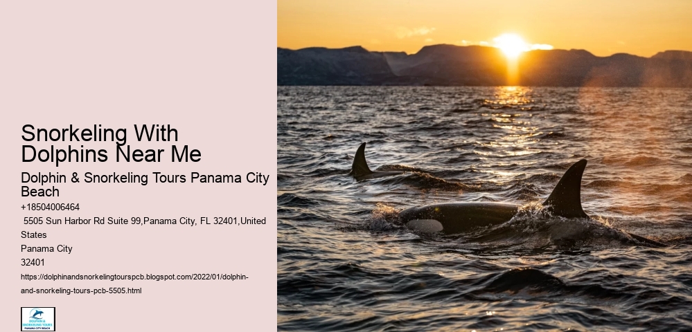 Snorkeling With Dolphins Near Me