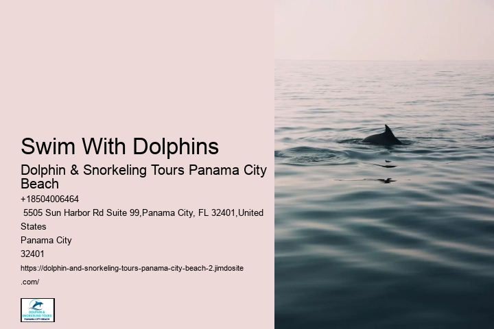 Dolphin Tours Adventures