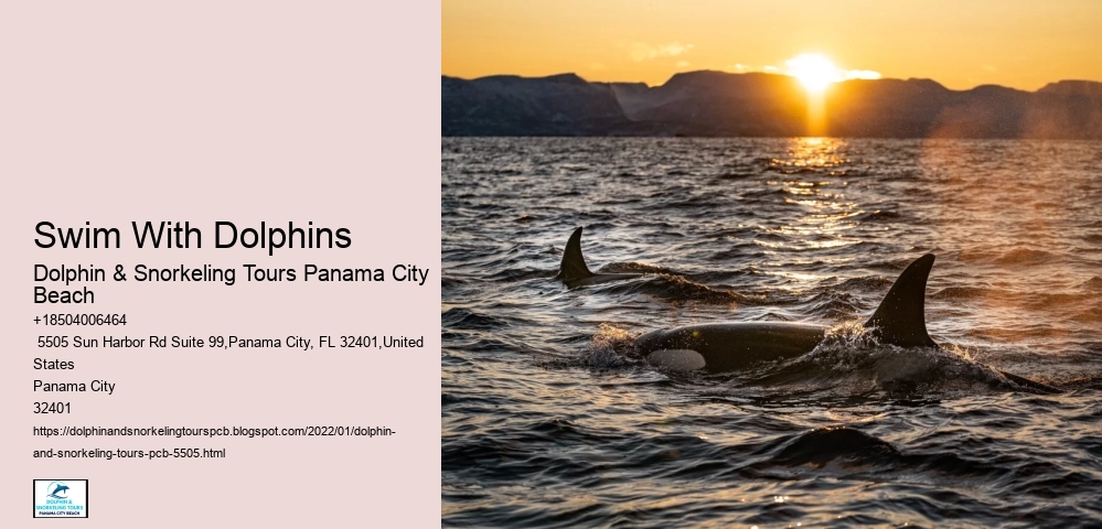Swim With Dolphins