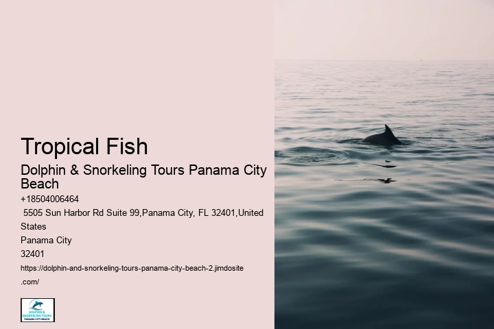 The 5 Best Panama City Scuba Diving & Snorkeling