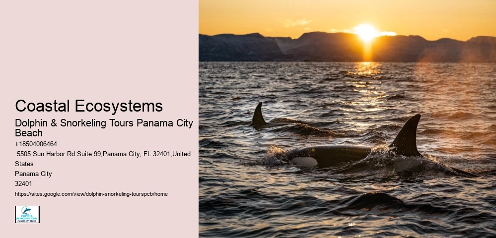 18 Best Places To Swim With Dolphins