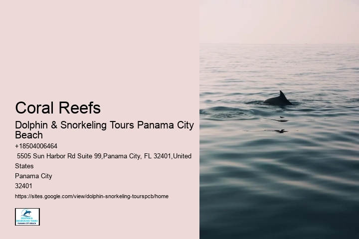 Dolphin & Snorkeling Tours In Panama City Beach Prices