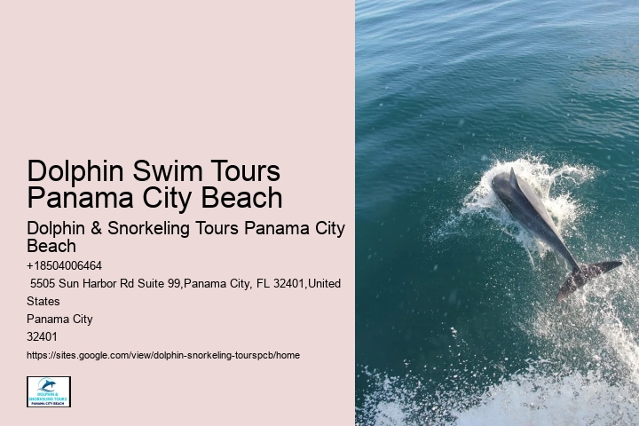 Snorkeling Dolphin Watching Tour