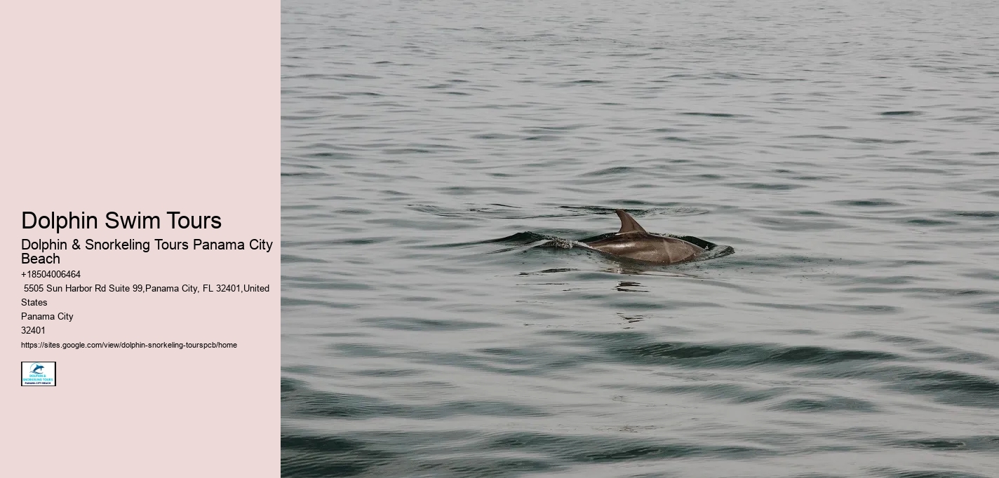 Dolphin Swim Tours