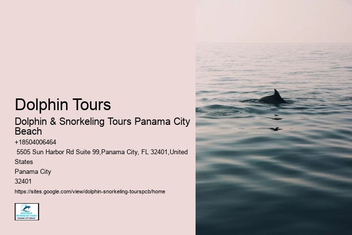 Which Beach Is Best For Dolphin
