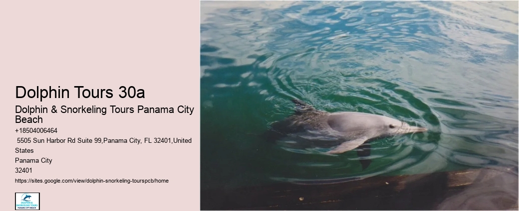 Dolphin Tours 30a