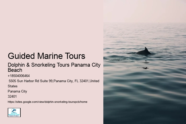Is It Safe To Swim When Dolphins Are Around