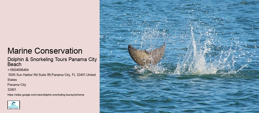 Dolphin Tours