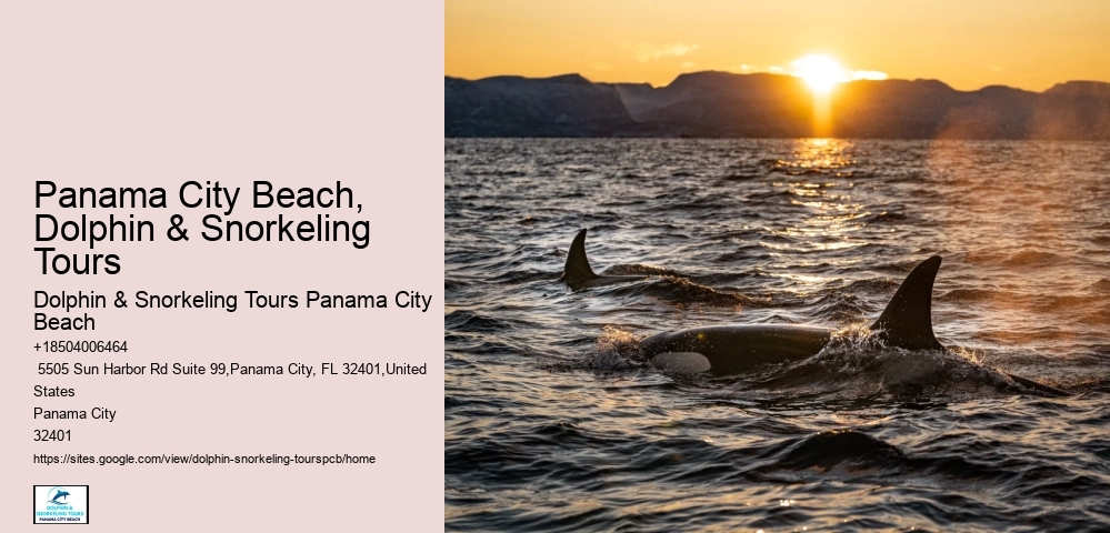 Dolphin-watching And More In Panama City Beach