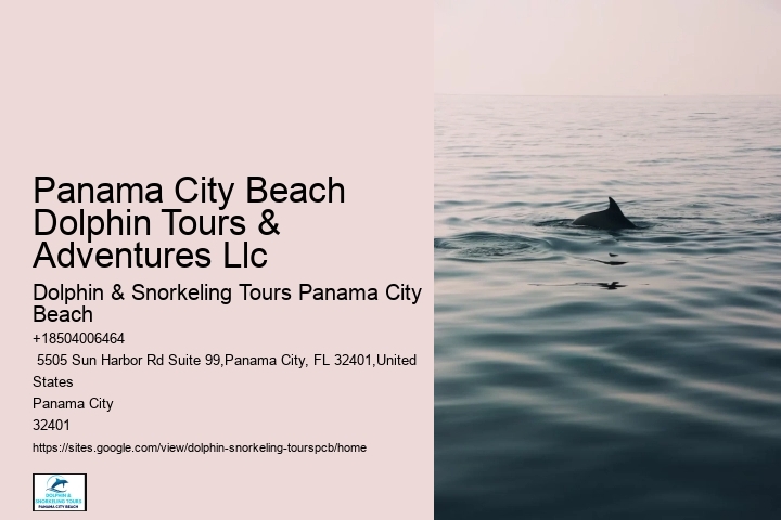 Dolphin Watching