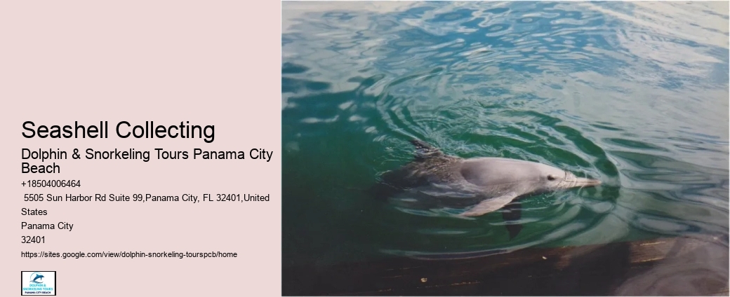 Swim With Dolphins