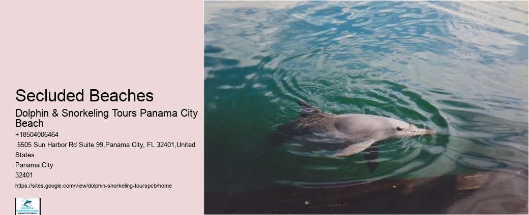 What Does It Mean When Dolphins Swim Around You