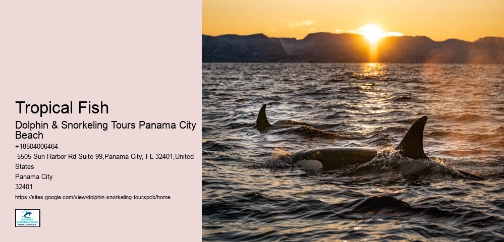 What Time Of Year Are Dolphins Most Active In Florida