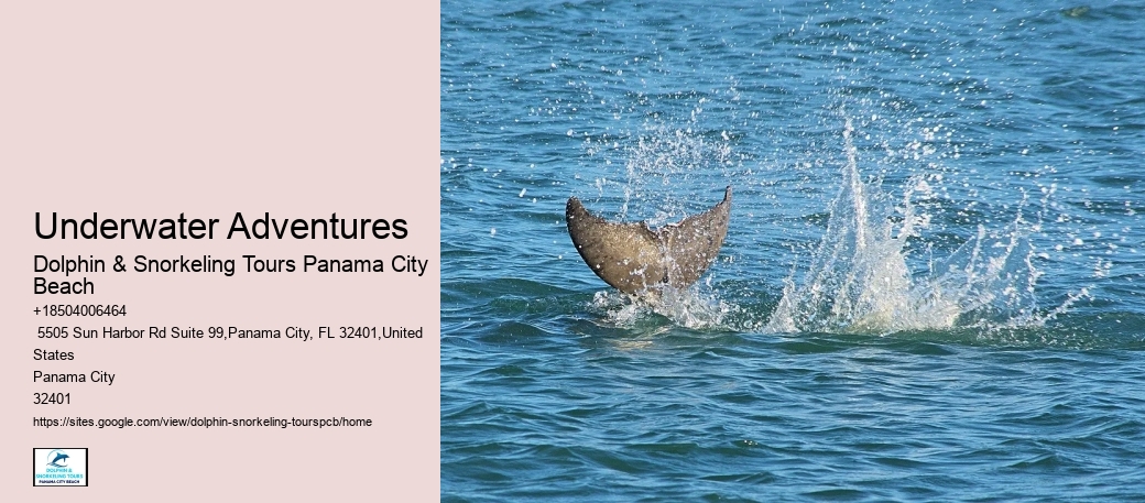 5 Tips For Swimming With Dolphins For The First Time