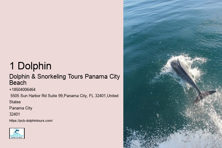 What Does It Mean When Dolphins Swim Around You