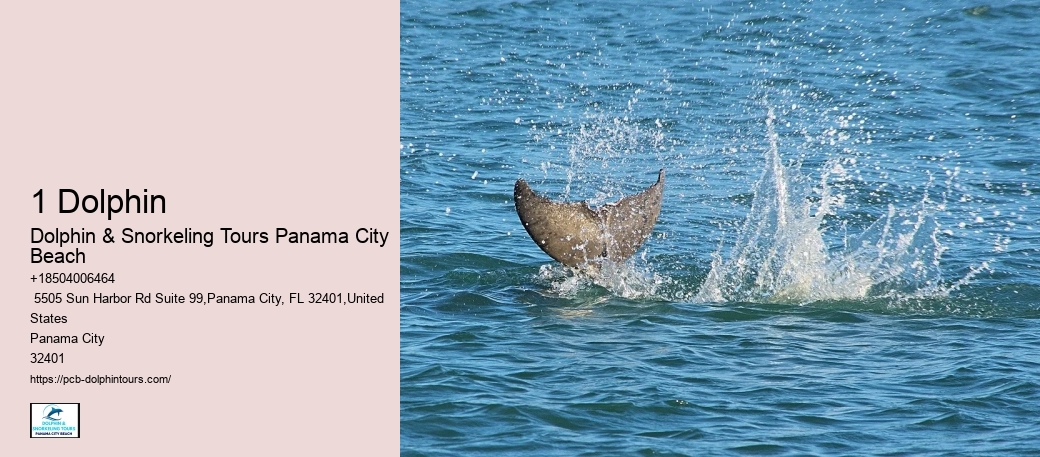 1 Dolphin