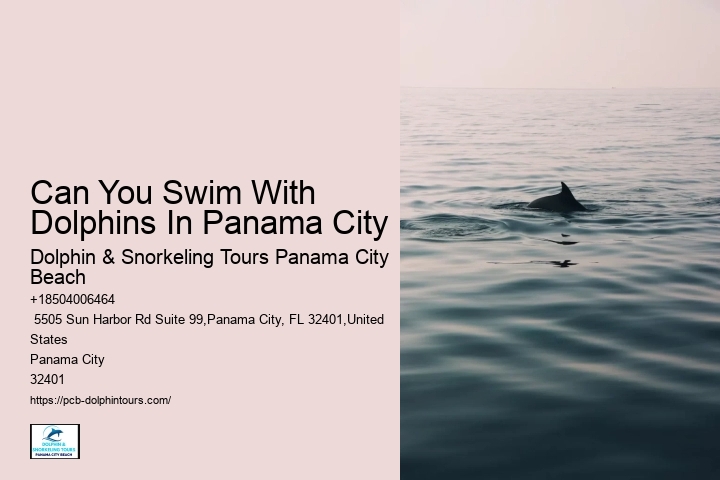 Can You Swim With Dolphins In Panama City