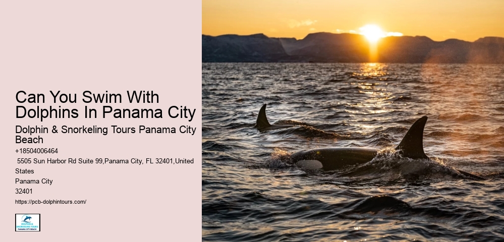 Dolphin Cruise Panama