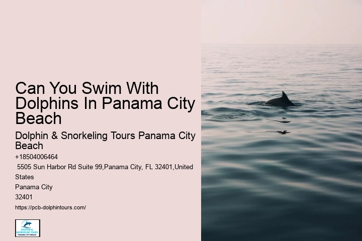 How Much Does It Cost To Swim With The Dolphins At Panama City Beach