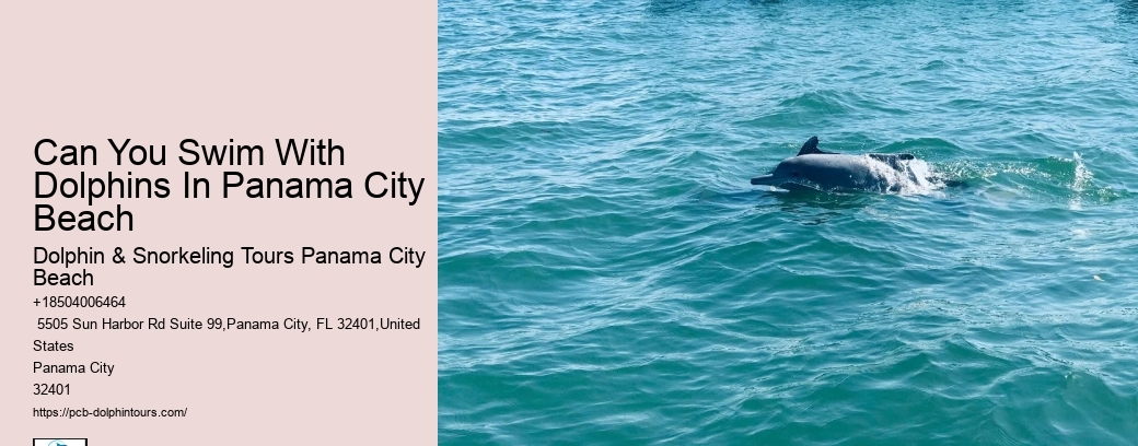 Dolphin Encounters